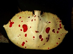 Cryptolithodes sitchensis