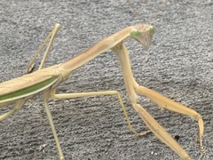 Tenodera australasiae