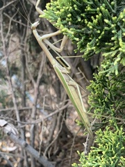 Tenodera australasiae