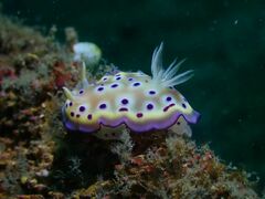 Goniobranchus kuniei