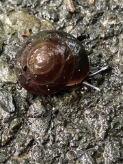 Caracolus