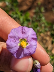 Solanum parishii