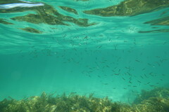 Spratelloides robustus