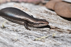 Pseudemoia entrecasteauxii