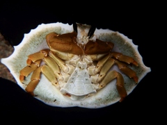 Cryptolithodes sitchensis