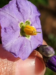 Solanum parishii
