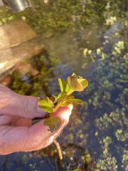 Ludwigia repens