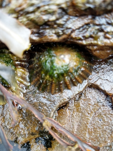 Patella vulgata