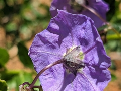 Solanum parishii