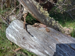 Pseudemoia entrecasteauxii