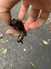 Caracolus