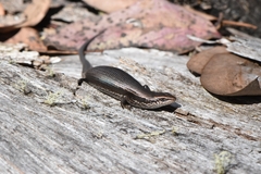 Pseudemoia entrecasteauxii