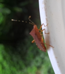 Anasa bellator