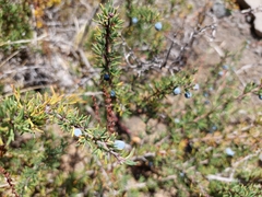 Berberis empetrifolia