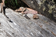 Pseudemoia entrecasteauxii