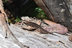 Pseudemoia entrecasteauxii