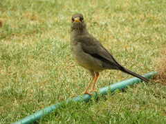 Turdus falcklandii