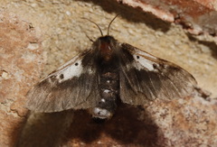 Nataxa flavescens