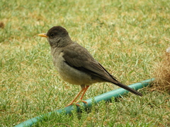 Turdus falcklandii