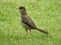 Turdus falcklandii