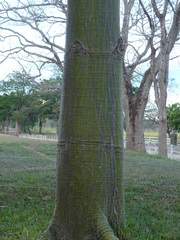 Pseudobombax septenatum