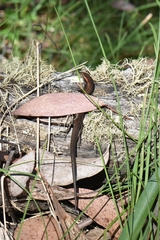 Pseudemoia entrecasteauxii