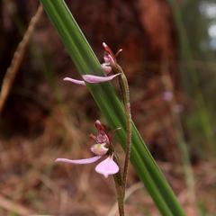 Eriochilus cucullatus