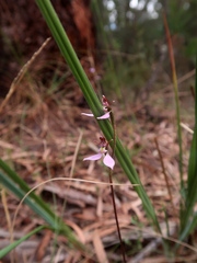 Eriochilus cucullatus