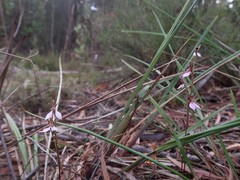 Eriochilus cucullatus