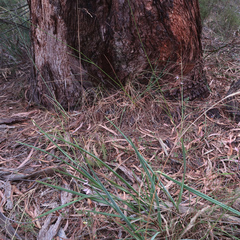 Eriochilus cucullatus