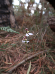 Eriochilus cucullatus