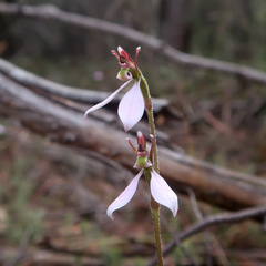 Eriochilus cucullatus
