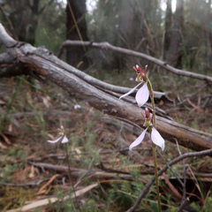 Eriochilus cucullatus