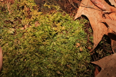 Pallavicinia lyellii