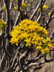 Pittocaulon praecox