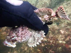 Hemilepidotus hemilepidotus