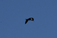 Plegadis chihi