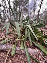 Yucca flaccida