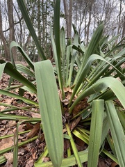 Yucca flaccida