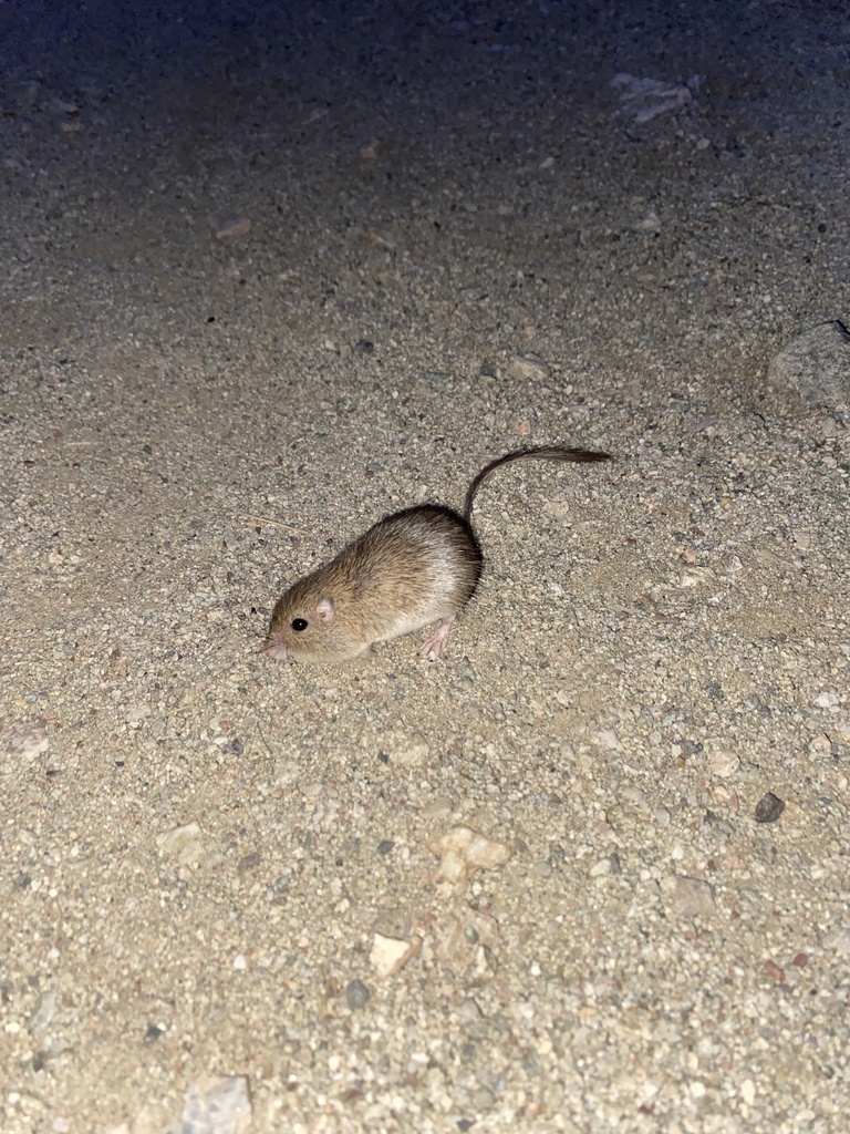 Chaetodipus from W Trailhead Dr, Goodyear, AZ, US on February 13, 2023 ...