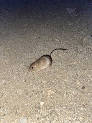 Perognathinae