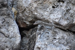 Anolis argenteolus