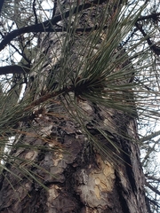 Pinus resinosa