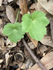 Ranunculus recurvatus