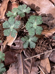 Geranium maculatum