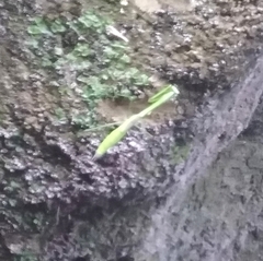 Phasmomantis sumichrasti