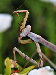 Archimantis sobrina