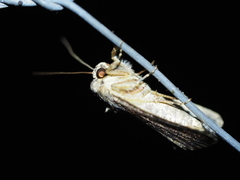 Dasygaster padockina