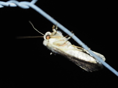 Dasygaster padockina