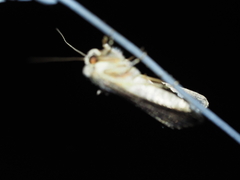 Dasygaster padockina